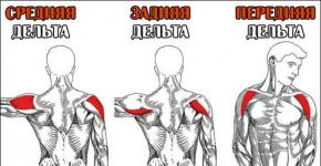 Топ эффективных упражнений на плечи в тренажерном зале Упражнения для тренировки плеч
