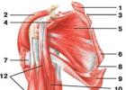 Анатомия мышц плечевого пояса: правильная тренировка, профилактика травм и рекомендации Мышцы, отводящие и приводящие плечо