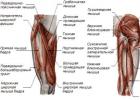 Анатомия и тренировка мышц бедра Мышцы бедра анатомия человека функции